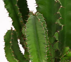 Abessinische Wolfsmilch - Euphorbia abyssinica
