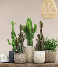 Abessinische Wolfsmilch - Euphorbia abyssinica