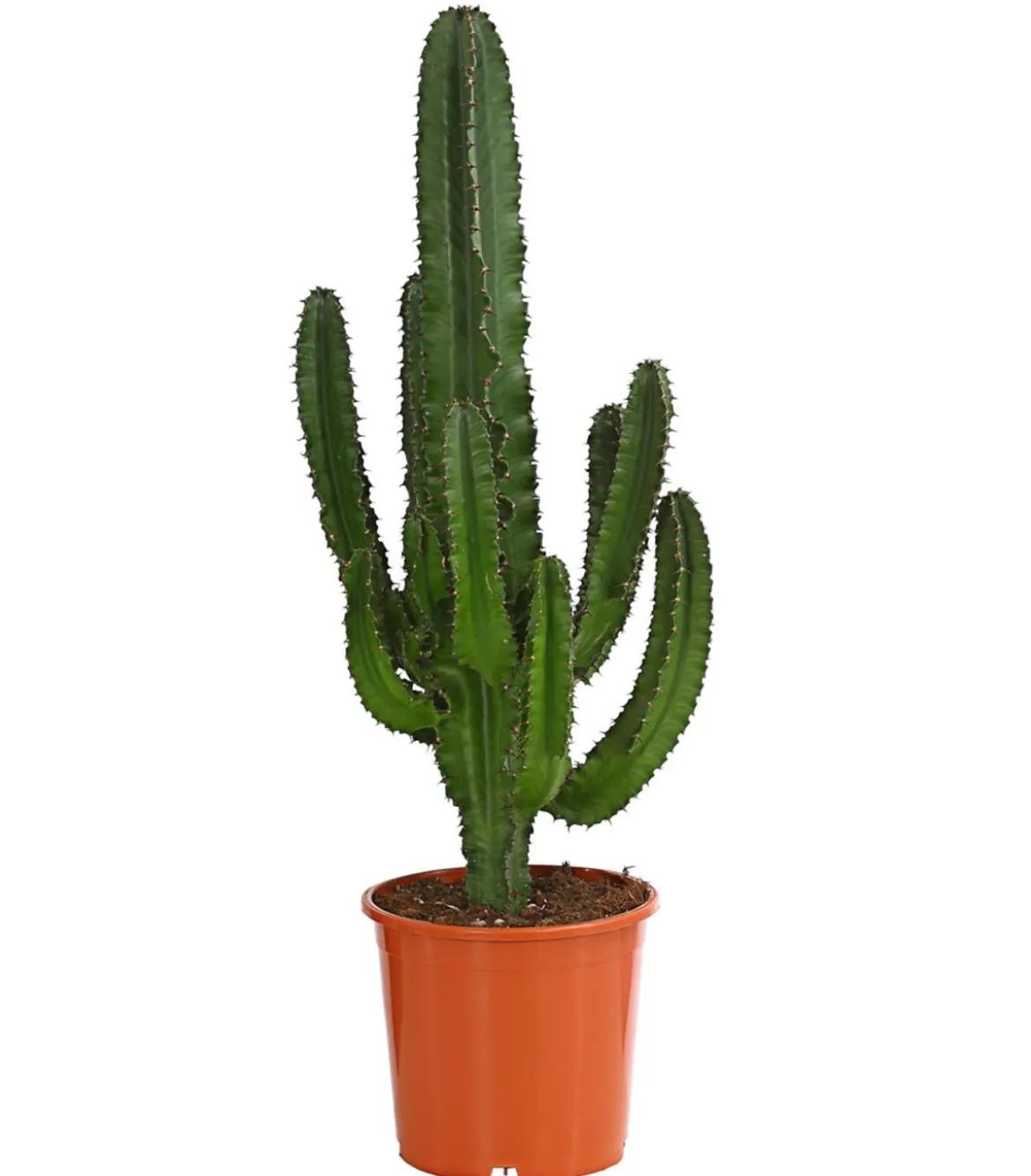 Abessinische Wolfsmilch - Euphorbia abyssinica