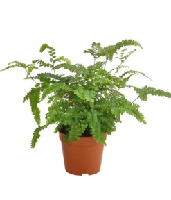 Adiantum - Adiantum hispidulum