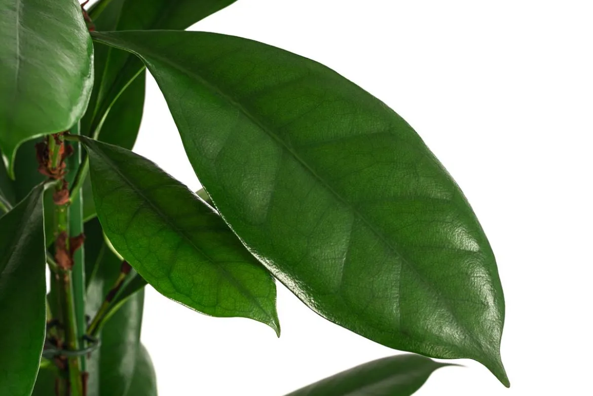 Afrikanische Feige - Ficus cyathistipula, Hydrokultur