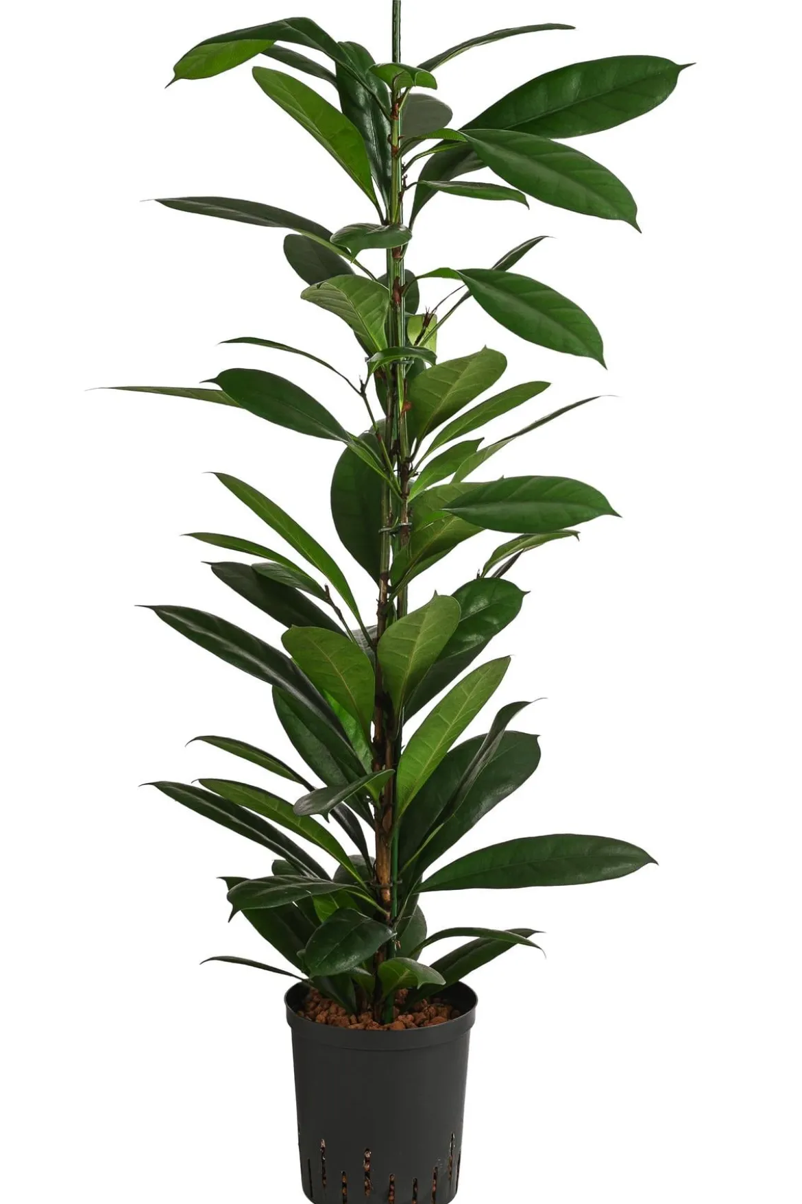 Afrikanische Feige - Ficus cyathistipula, Hydrokultur