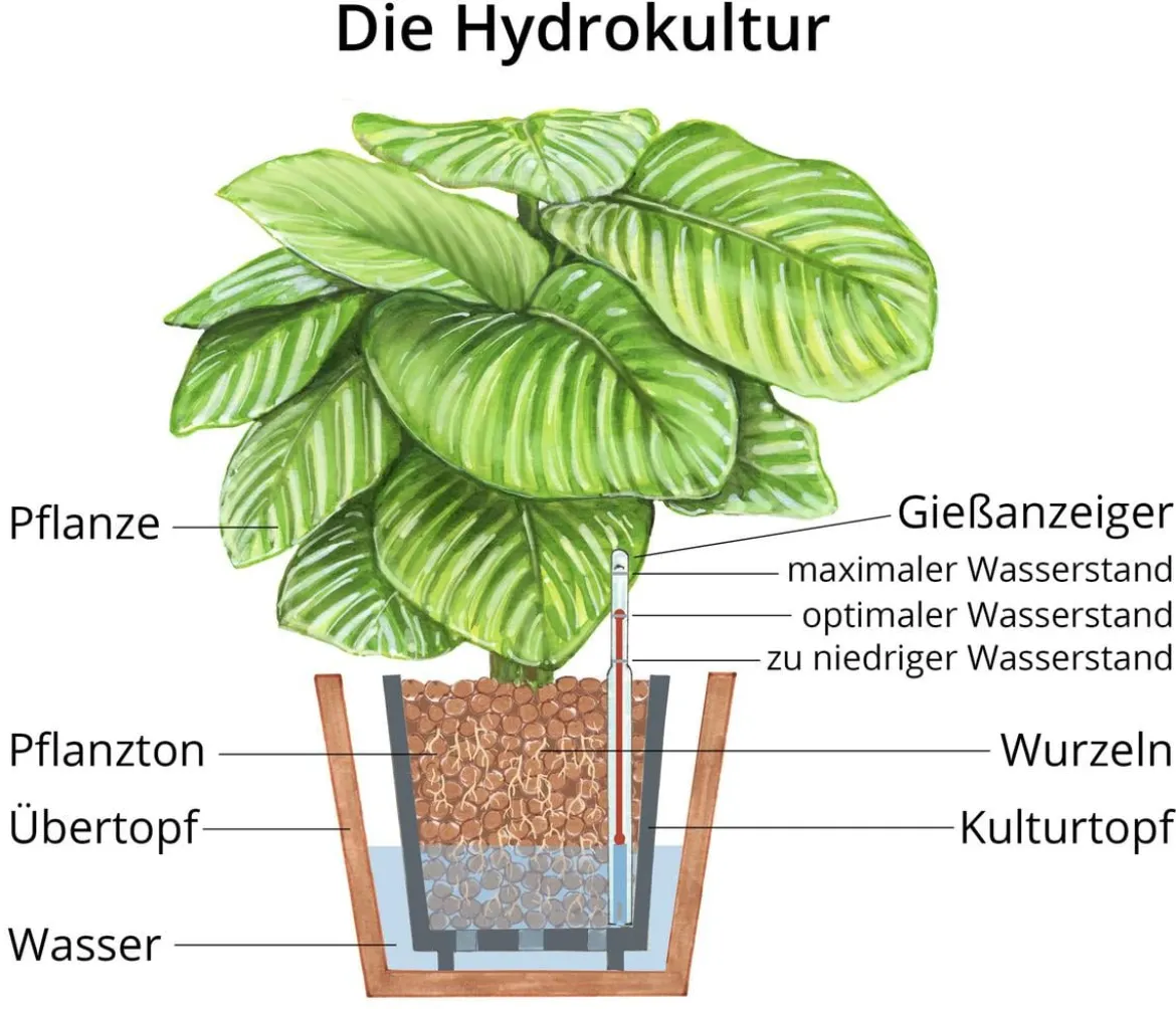 Afrikanische Feige - Ficus cyathistipula, Hydrokultur