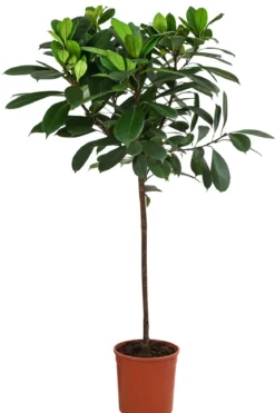 Afrikanische Feige - Ficus cyathistipula