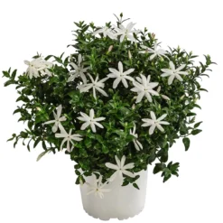 Afrikanischer Jasmin