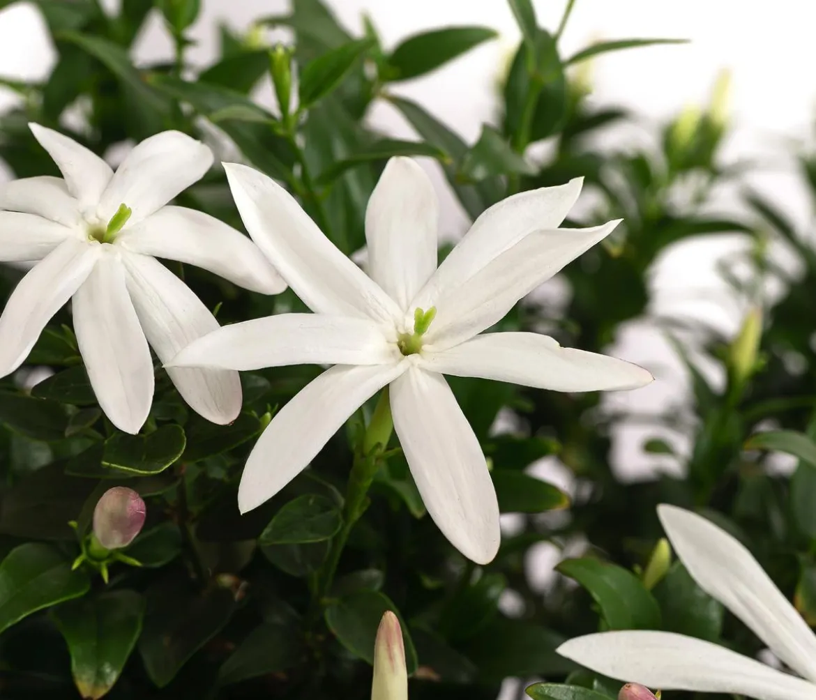Afrikanischer Jasmin