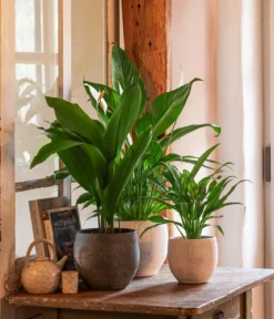 Air So Pure® Einblatt - Spathiphyllum wallisii 'Bingo'