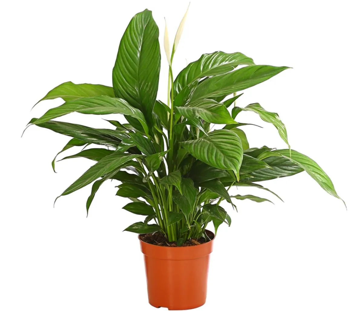 Air So Pure® Einblatt - Spathiphyllum wallisii 'Bingo'