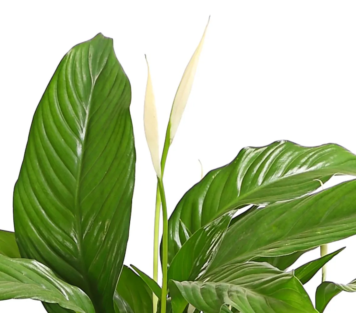 Air So Pure® Einblatt - Spathiphyllum wallisii 'Bingo'