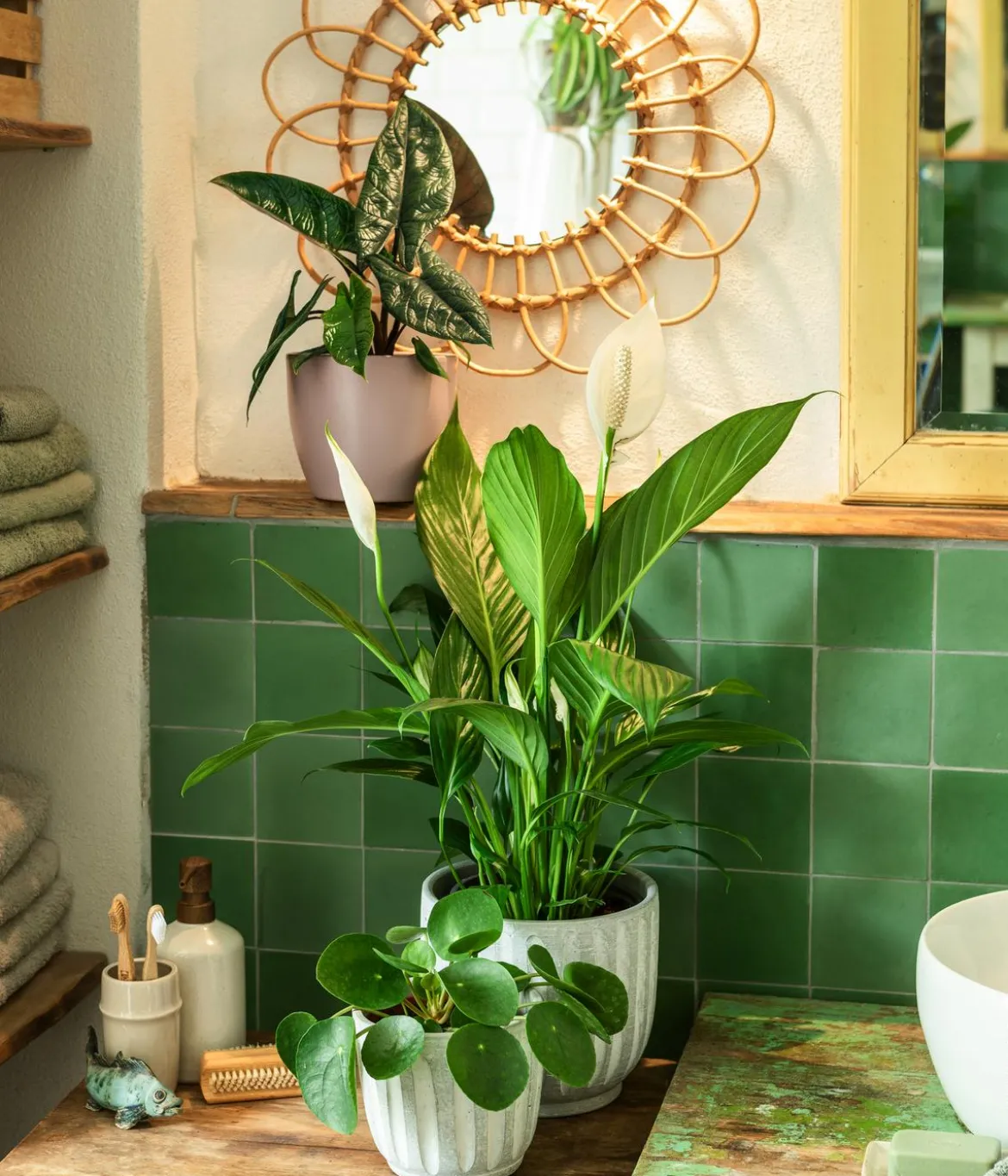 Air So Pure® Einblatt - Spathiphyllum wallisii 'Bingo'