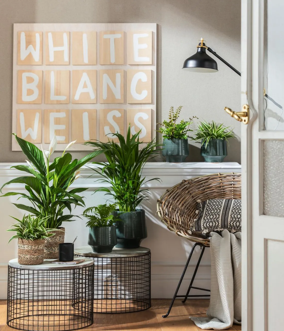 Air So Pure® Einblatt - Spathiphyllum wallisii 'Bingo'