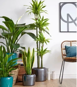 Air So Pure® Einblatt - Spathiphyllum wallisii 'Sensation'