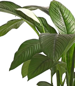 Air So Pure® Einblatt - Spathiphyllum wallisii 'Sensation'