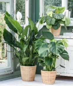 Air So Pure® Einblatt - Spathiphyllum wallisii 'Sensation'