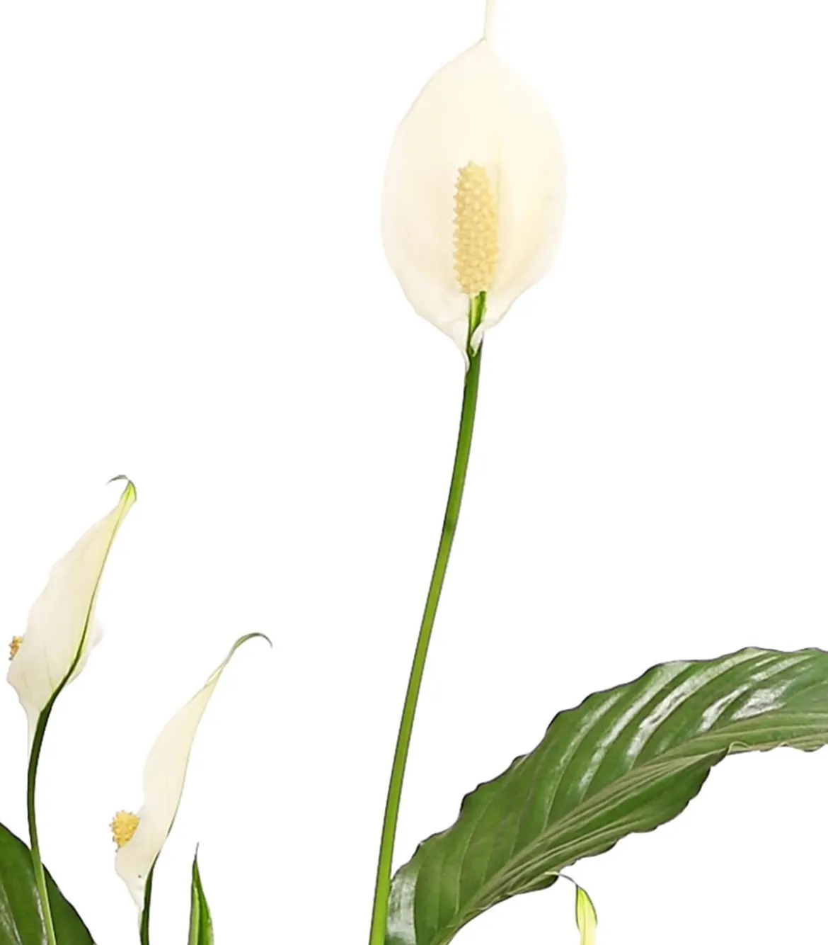 Air So Pure® Einblatt - Spathiphyllum wallisii 'Chico'
