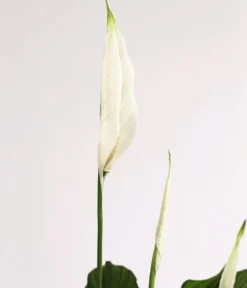 Air So Pure® Einblatt - Spathipyllum wallisii 'Lauretta'