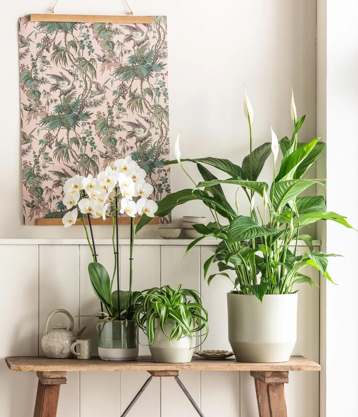 Air So Pure® Einblatt - Spathipyllum wallisii 'Lauretta'