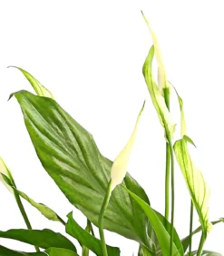 Air So Pure® Midi Einblatt - Spathiphyllum wallisii
