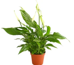 Air So Pure® Midi Einblatt - Spathiphyllum wallisii