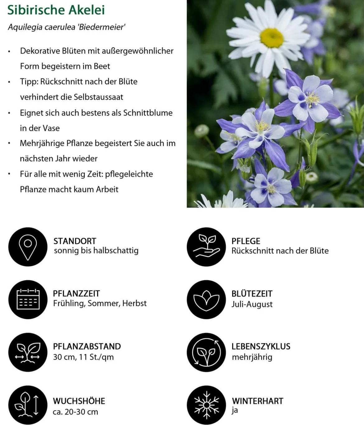 Akelei, verschiedene Sorten