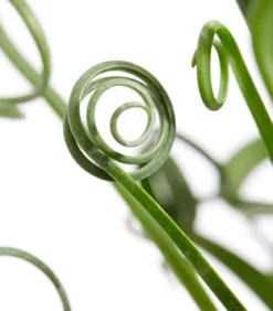 Albuca - Albuca spiralis 'Frizzle Sizzle®'