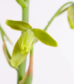 Albuca - Albuca spiralis 'Frizzle Sizzle®'