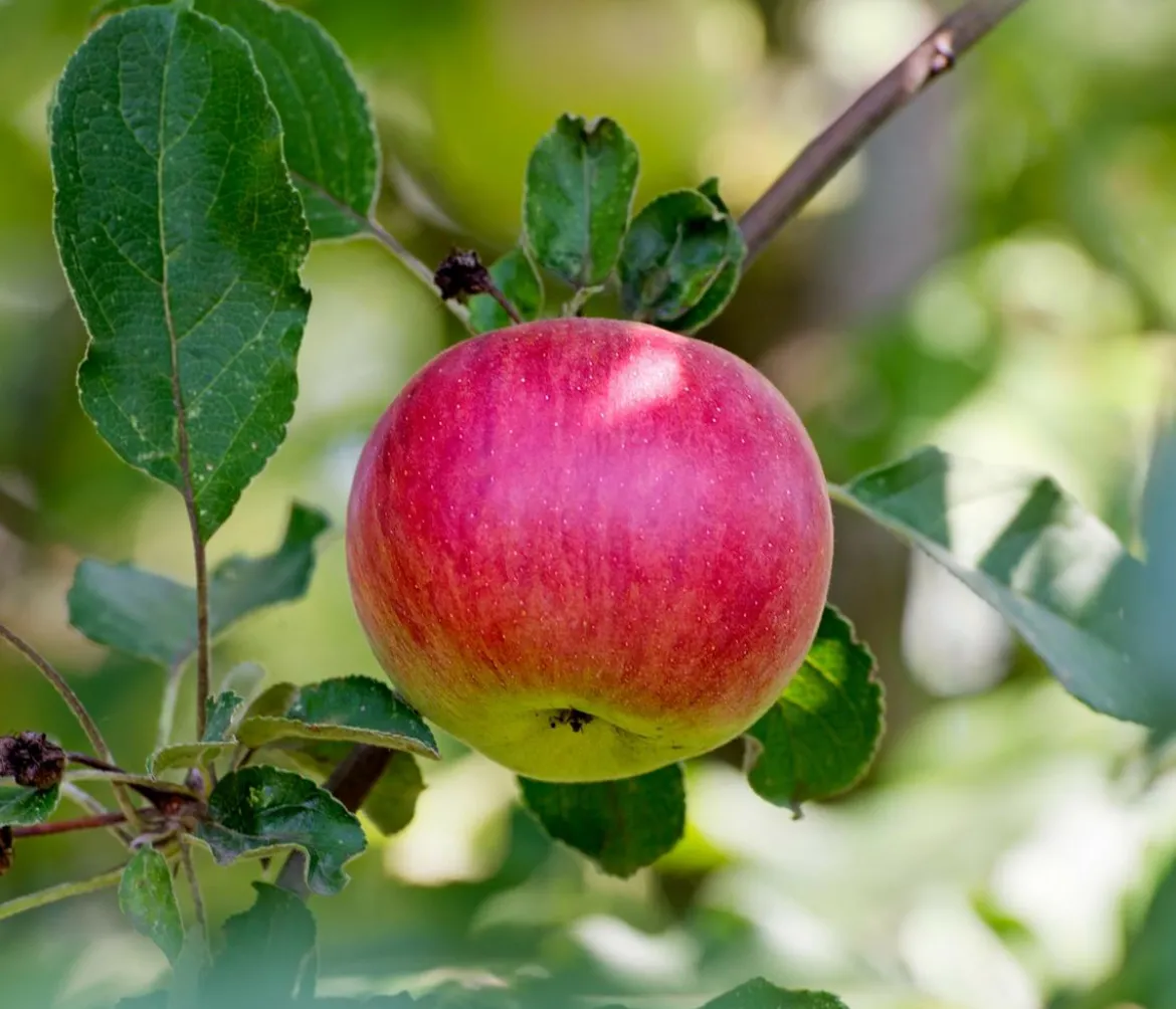 Allergikerapfel 'Santana'