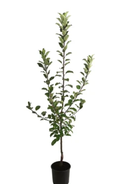 Allergikerapfel 'Santana'