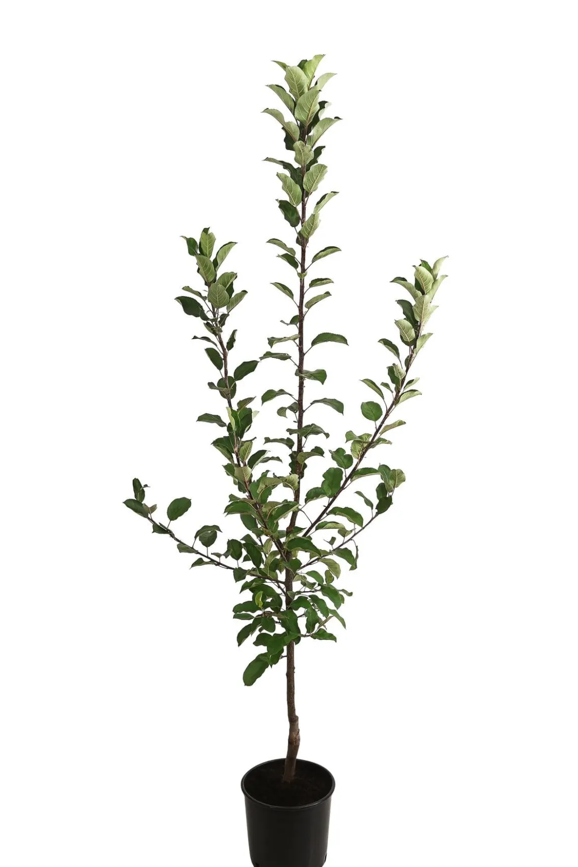 Allergikerapfel 'Santana'