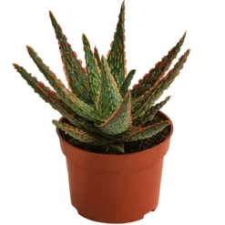 Aloe - Aloe zebrina 'Dannyz'