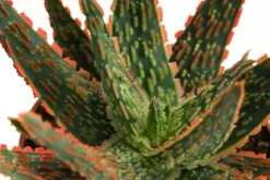 Aloe - Aloe zebrina 'Dannyz'