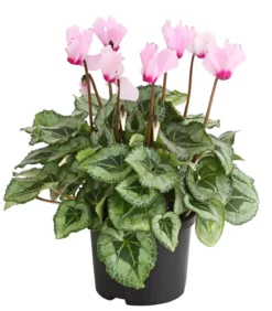 Alpenveilchen 'Victoria', verschiedene Farben