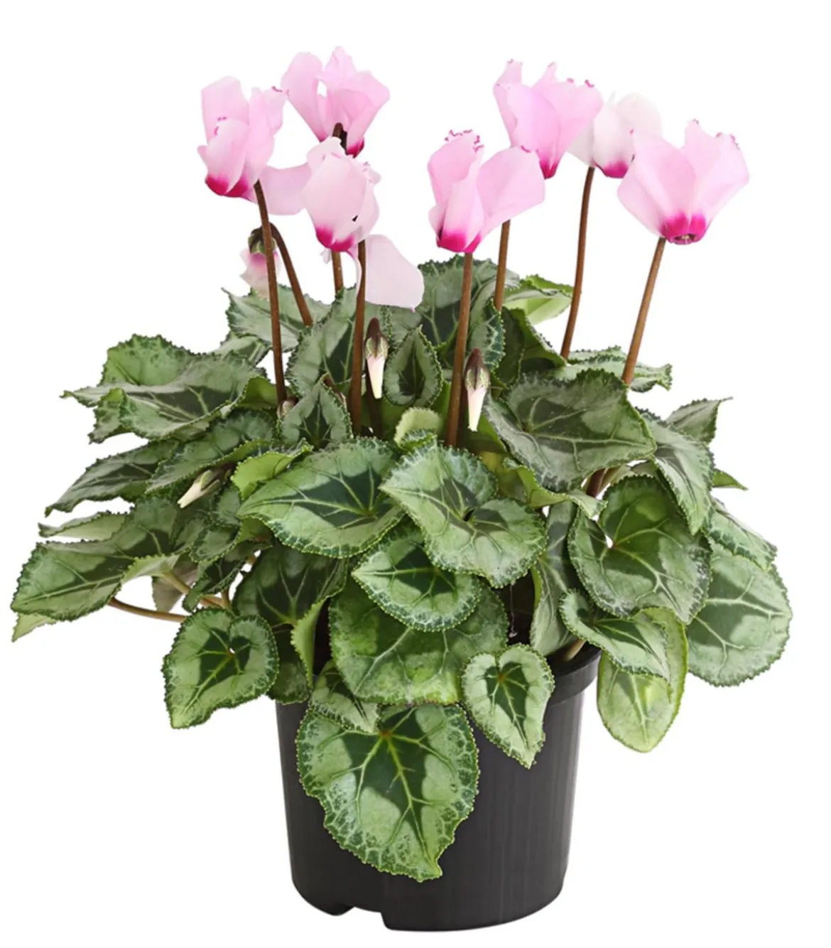 Alpenveilchen 'Victoria', verschiedene Farben