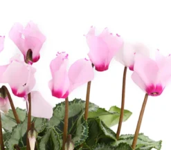 Alpenveilchen 'Victoria', verschiedene Farben