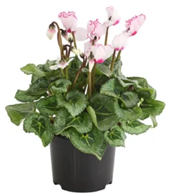 Alpenveilchen 'Victoria', verschiedene Farben