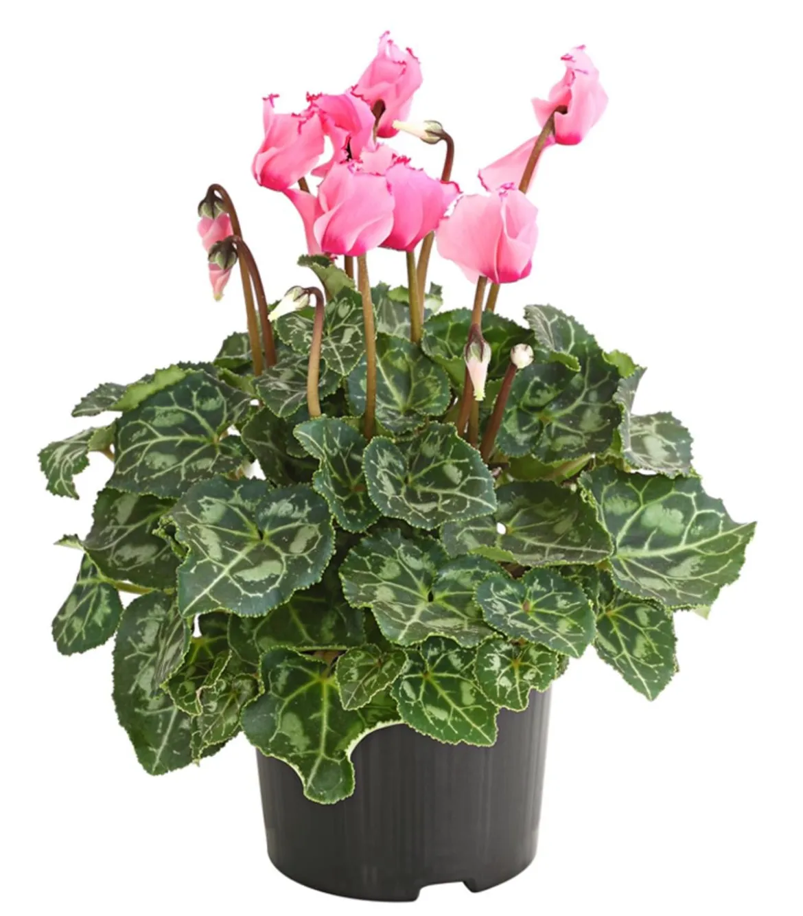 Alpenveilchen 'Victoria', verschiedene Farben