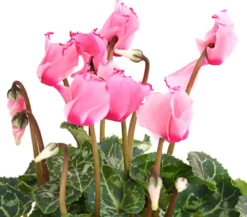 Alpenveilchen 'Victoria', verschiedene Farben