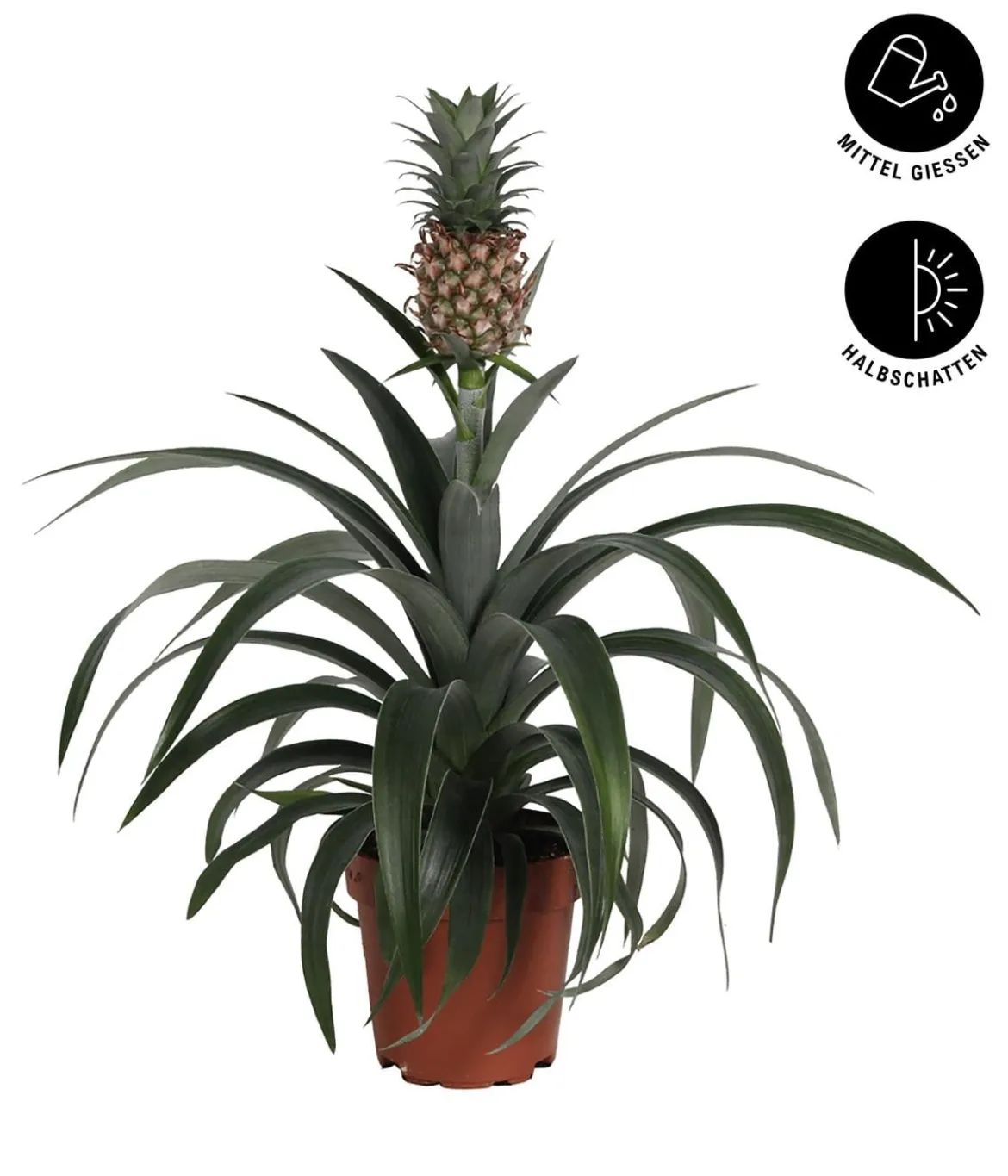Ananaspflanze - Ananas comosus
