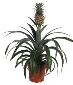 Ananaspflanze - Ananas comosus