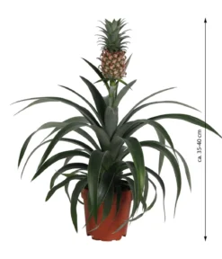 Ananaspflanze - Ananas comosus