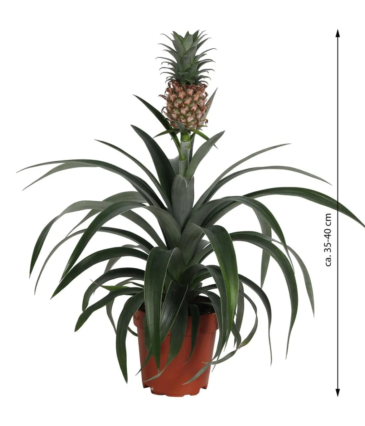 Ananaspflanze - Ananas comosus