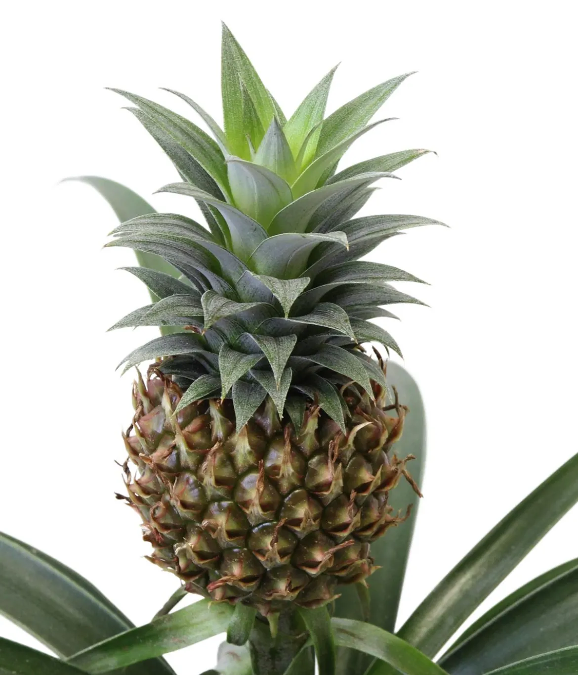 Ananaspflanze - Ananas comosus