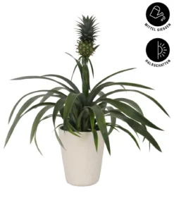 Ananaspflanze - Ananas comosus, in Keramik