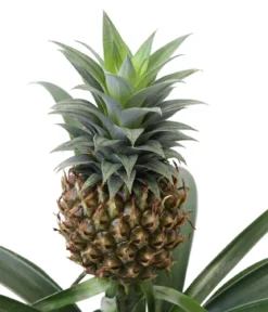 Ananaspflanze - Ananas comosus, in Keramik