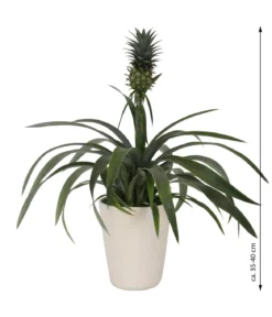 Ananaspflanze - Ananas comosus, in Keramik