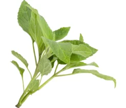 Ananassalbei