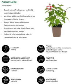 Ananassalbei