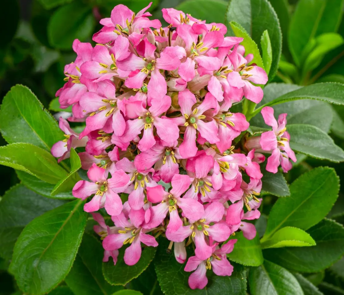 Andenstrauch 'Pink Elle'