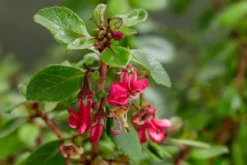 Andenstrauch 'Red Dream'