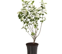 Apfelbeere, Aronia 'Aron'